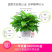 绿萝盆栽水培室内吸除甲醛植物绿航大叶绿箩大盆吊兰