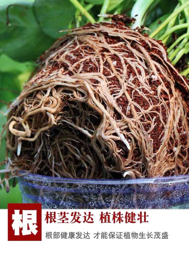 绿萝盆栽水培室内吸除甲醛植物绿航大叶绿箩大盆吊兰