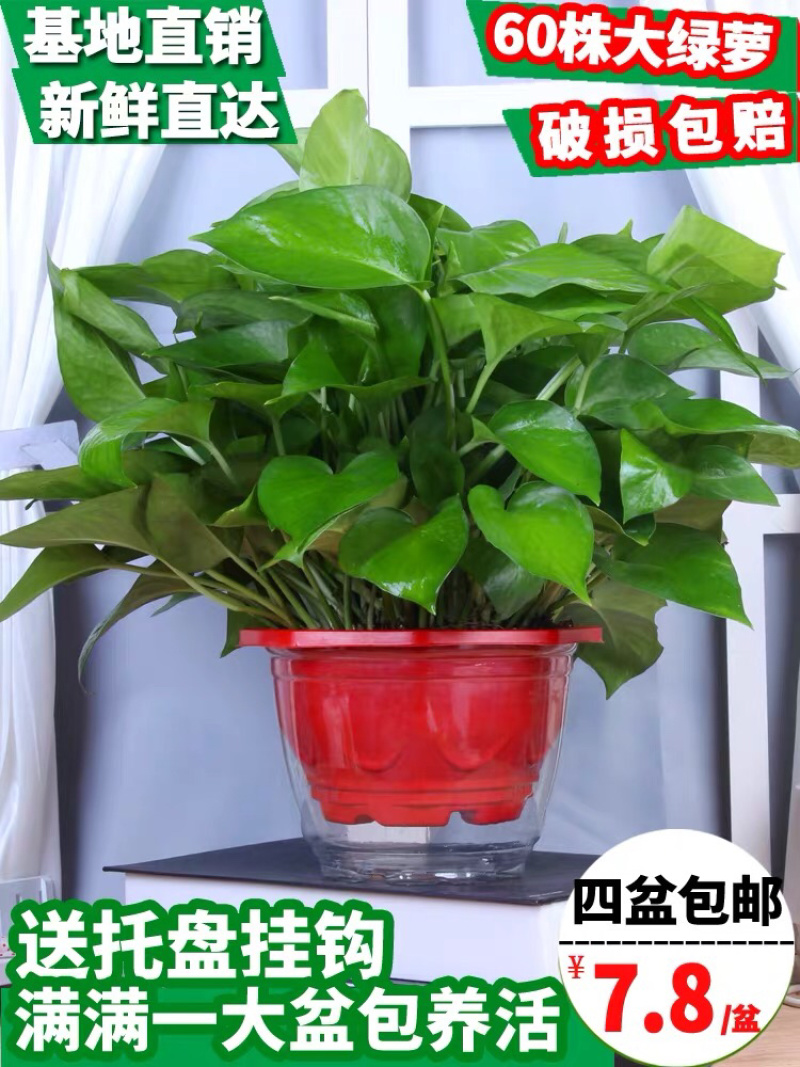 绿萝盆栽水培室内吸除甲醛植物绿航大叶绿箩大盆吊兰