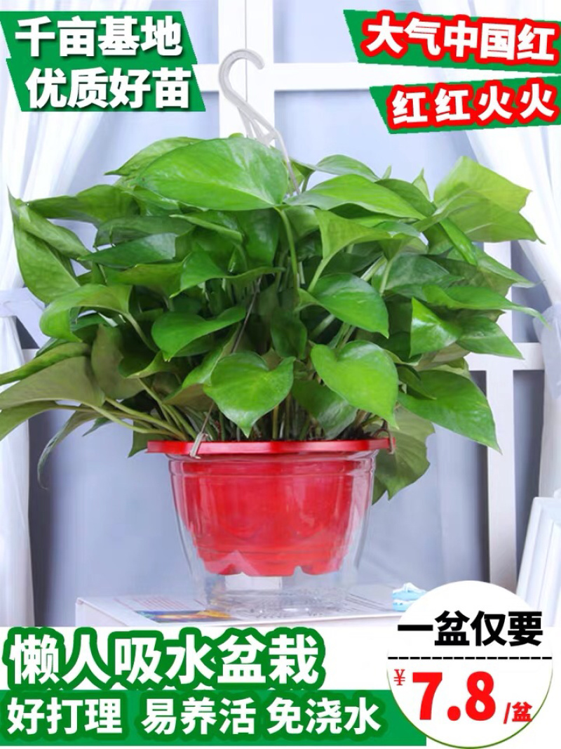 绿萝盆栽水培室内吸除甲醛植物绿航大叶绿箩大盆吊兰