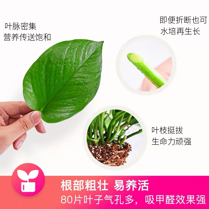 绿萝盆栽水培室内吸除甲醛植物绿航大叶绿箩大盆吊兰