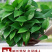 绿萝盆栽水培室内吸除甲醛植物绿航大叶绿箩大盆吊兰