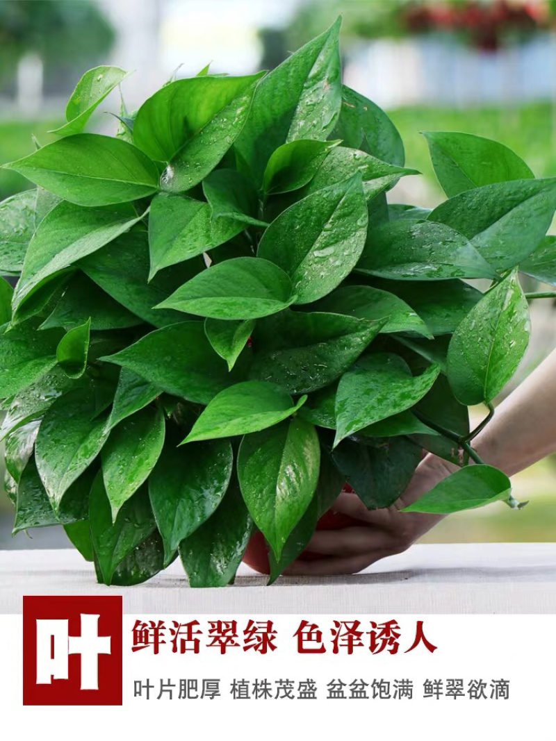 绿萝盆栽水培室内吸除甲醛植物绿航大叶绿箩大盆吊兰
