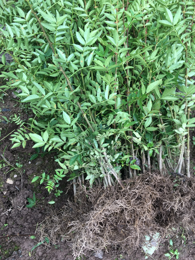 汉源红椒苗，花椒嫁接苗，根系发达成活率高，提供技术指导