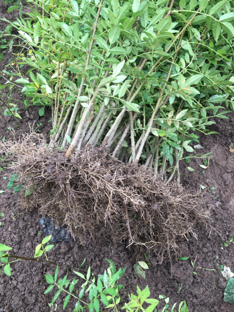 汉源红椒苗，花椒嫁接苗，根系发达成活率高，提供技术指导