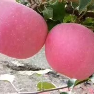 富士