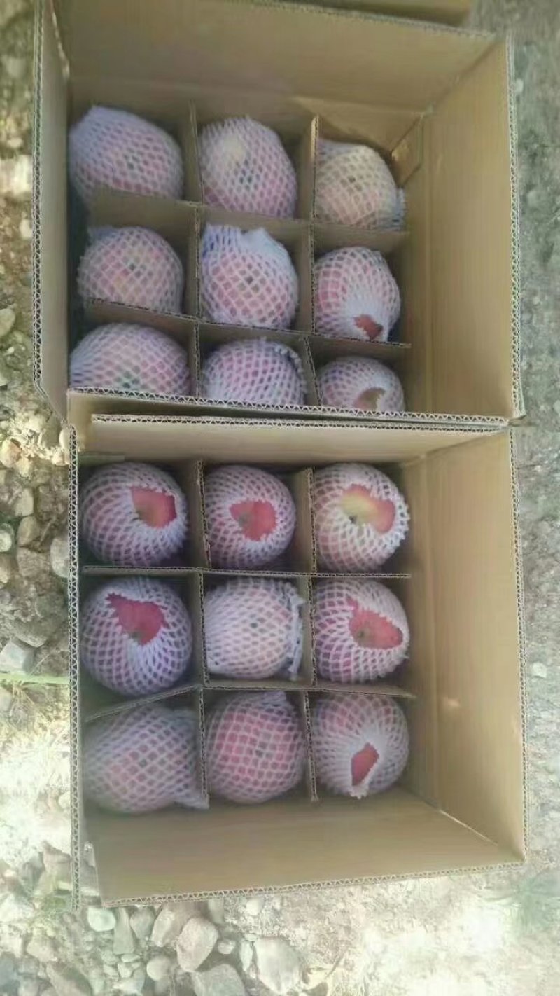 富士
