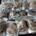 天麻野外仿野生天麻，干天麻素含量高