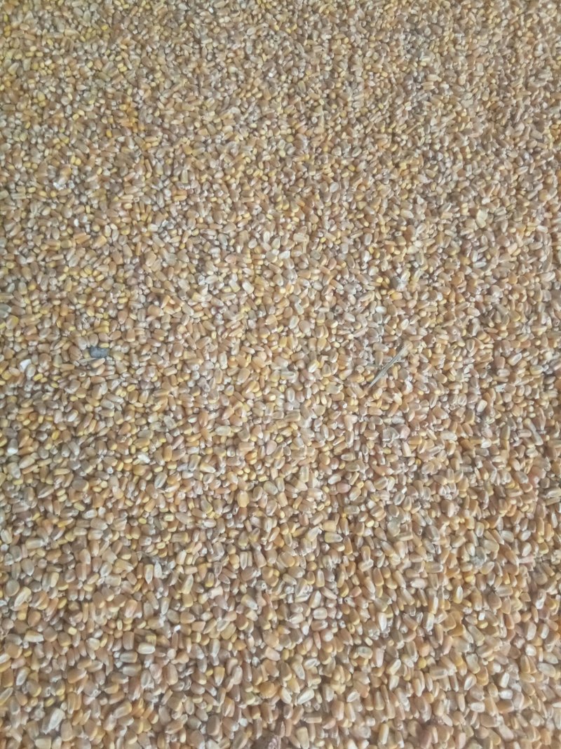 玉米