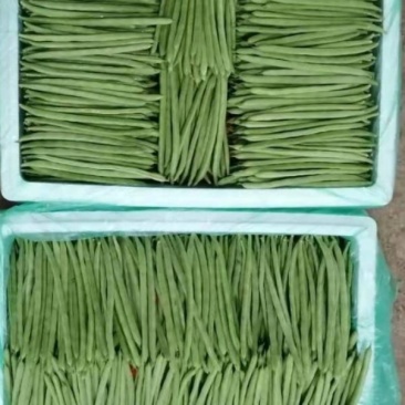 四季豆无筋豆扁豆豇豆豆王刀豆