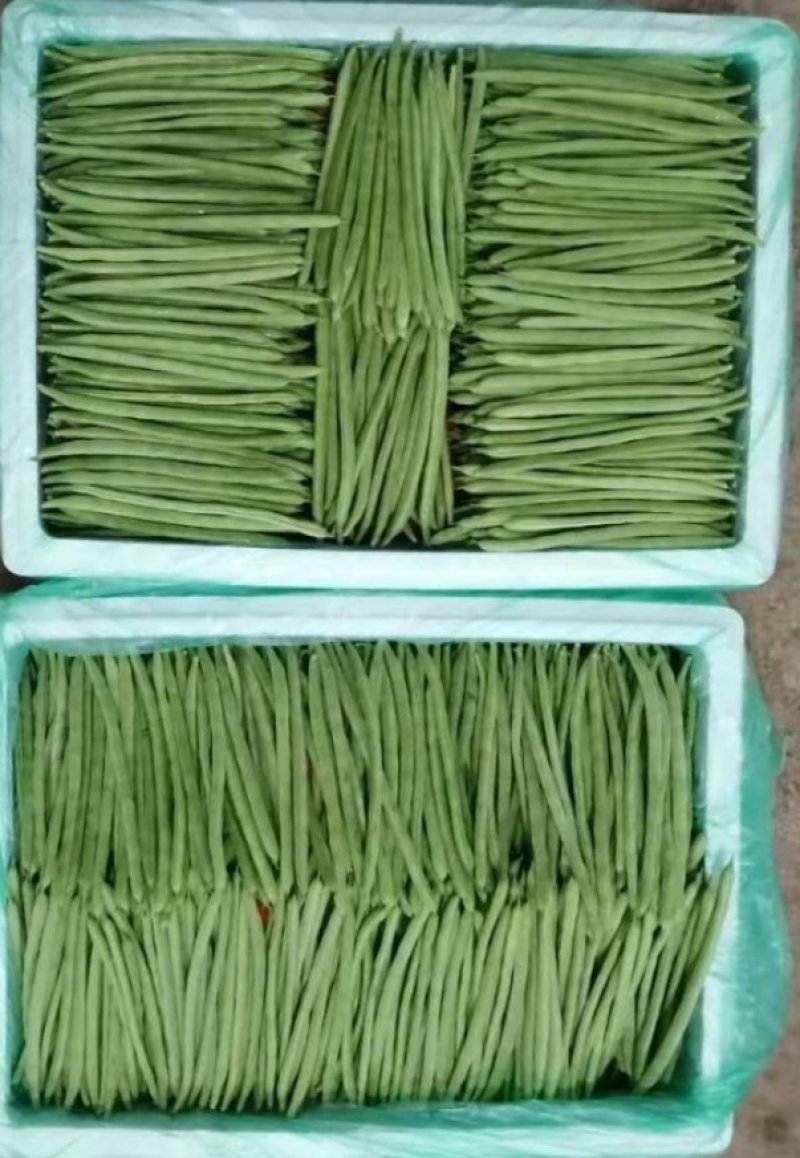 四季豆无筋豆扁豆豇豆豆王刀豆