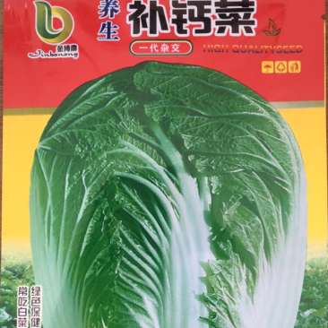 大白菜养生补钙菜种子营养大白菜