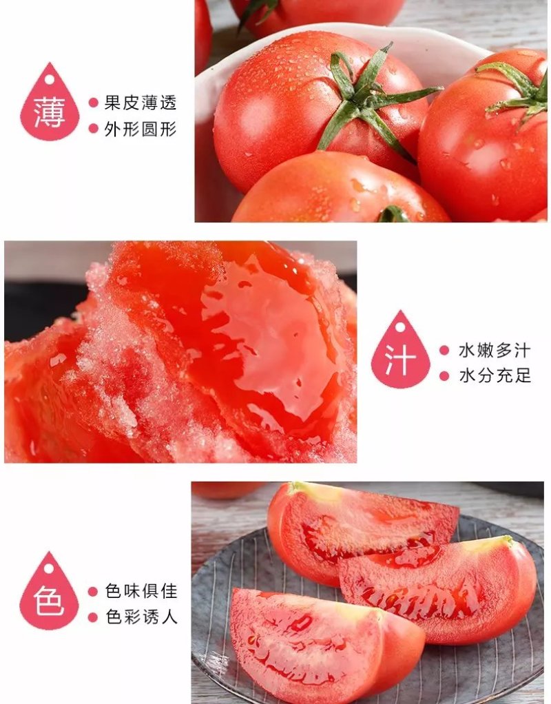【品质果】米易露天番茄沙瓢番茄原生态包邮一件代发