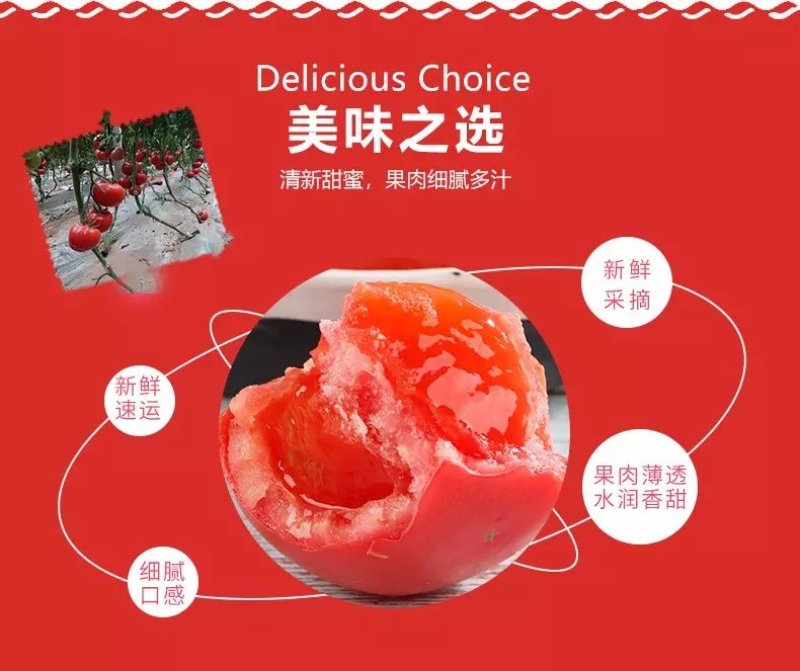 【品质果】米易露天番茄沙瓢番茄原生态包邮一件代发