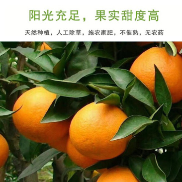 柑橘皇后爱媛38号11月中旬上分
