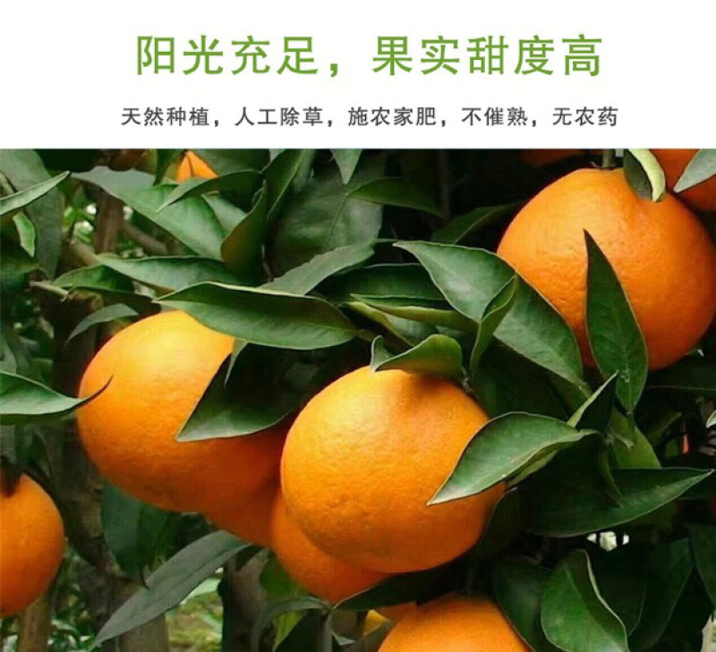 柑橘皇后爱媛38号11月中旬上分