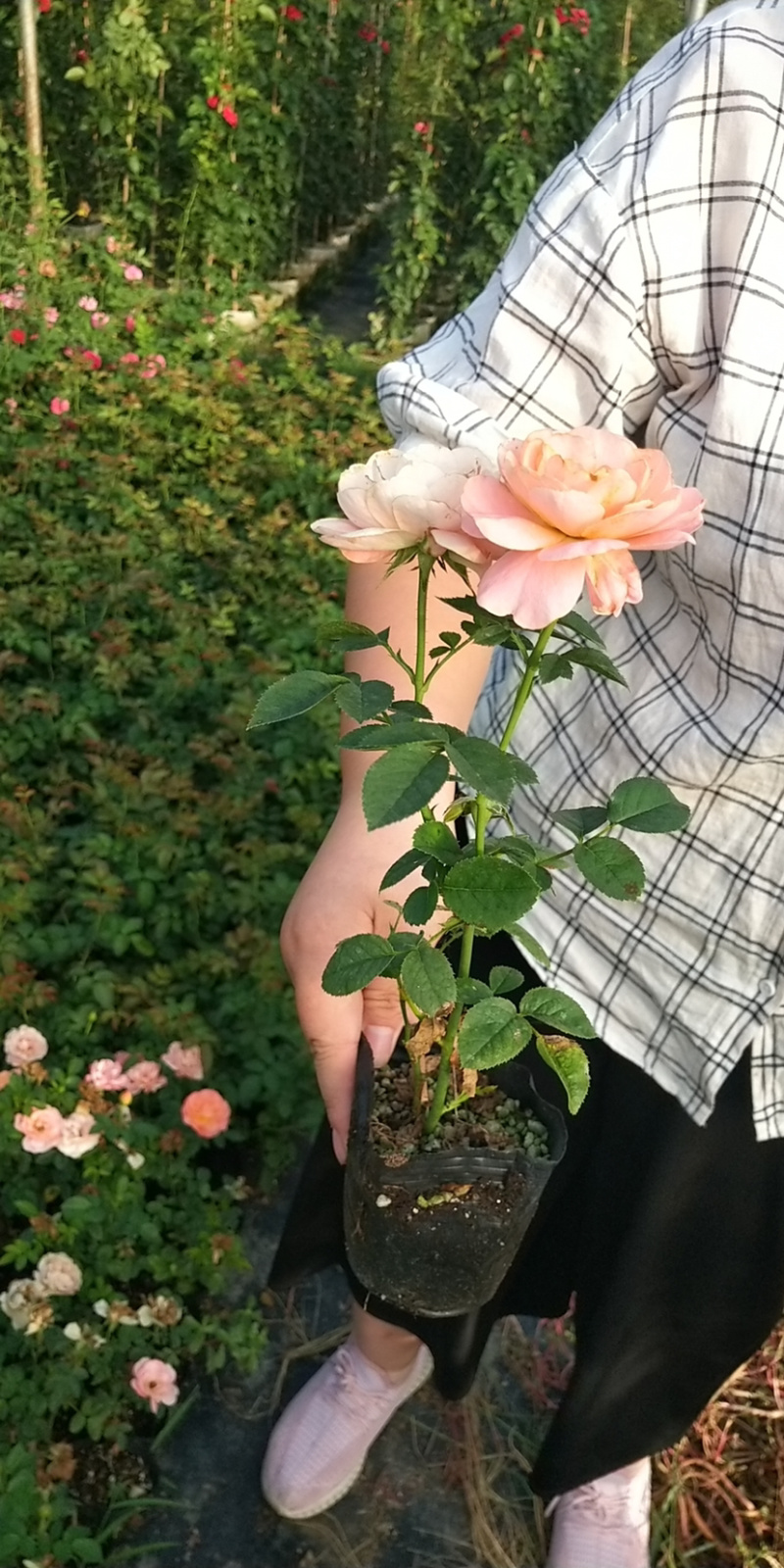 小杯月季花苗品种月季好成活种苗可实地考察量大从优欢迎选购