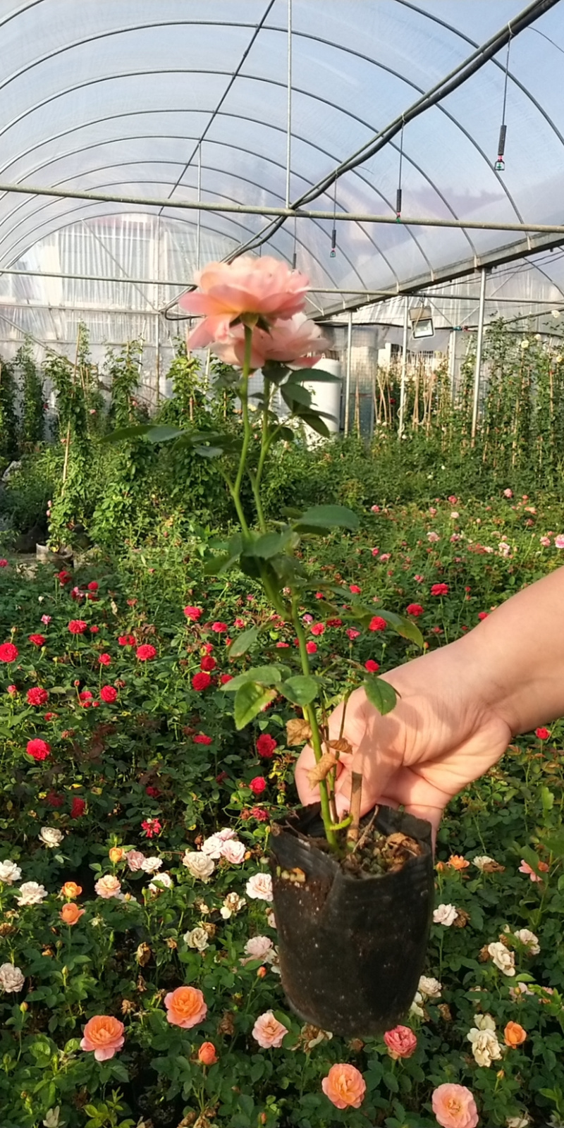 小杯月季花苗品种月季好成活种苗可实地考察量大从优欢迎选购