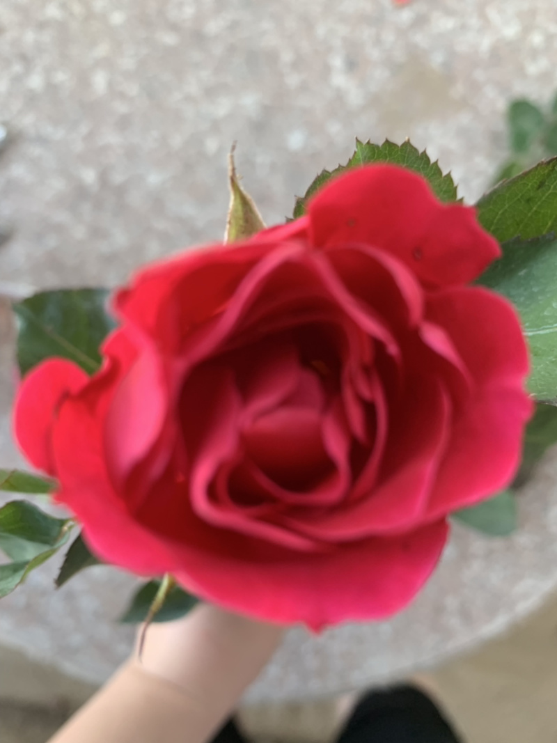 小杯月季花苗品种月季好成活种苗可实地考察量大从优欢迎选购
