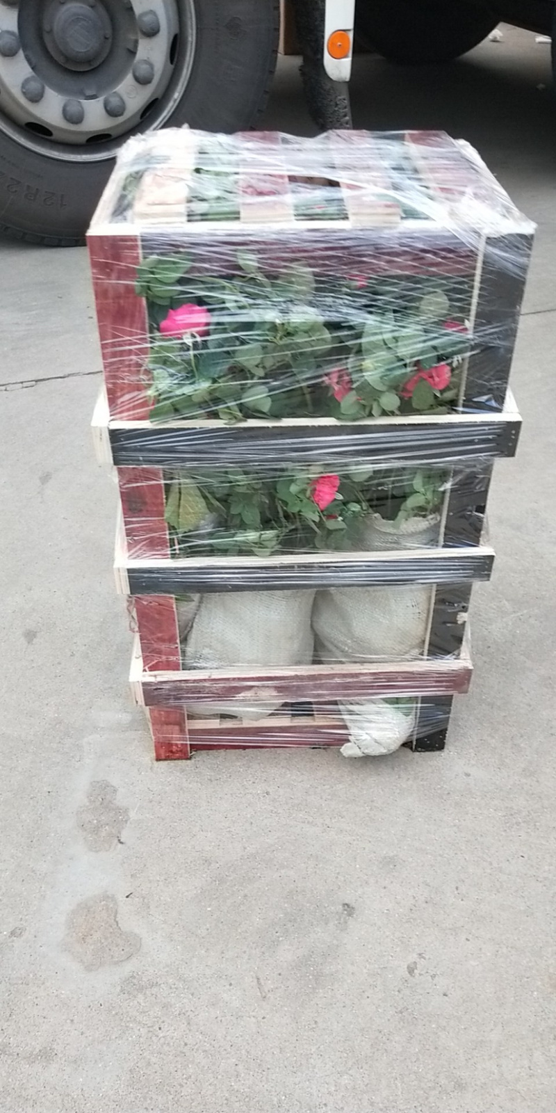 小杯月季花苗品种月季好成活种苗可实地考察量大从优欢迎选购