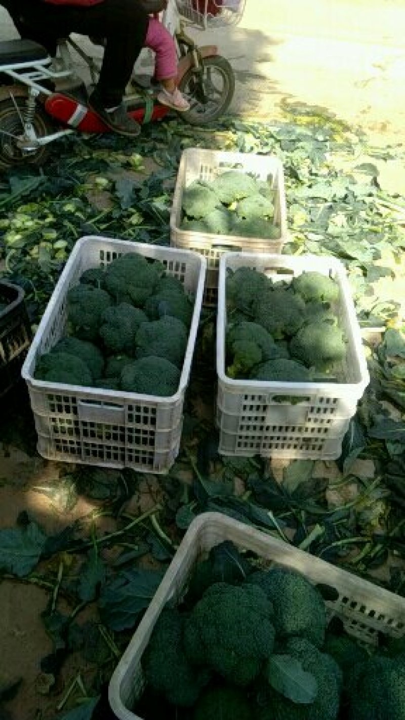 耐寒优秀西兰花炎秀西兰花0.8-1.2斤，大量上市中