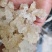 雪燕