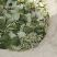 江西单叶蔓荆子高含量果子
