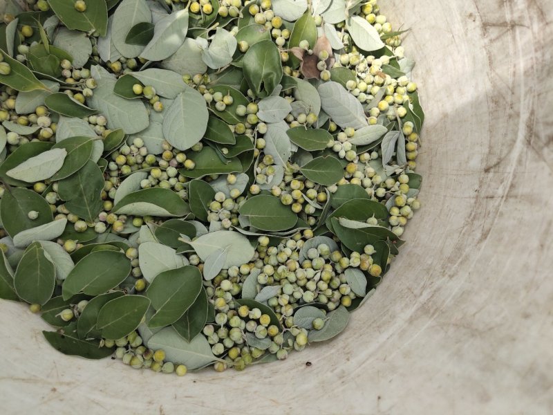 江西单叶蔓荆子高含量果子