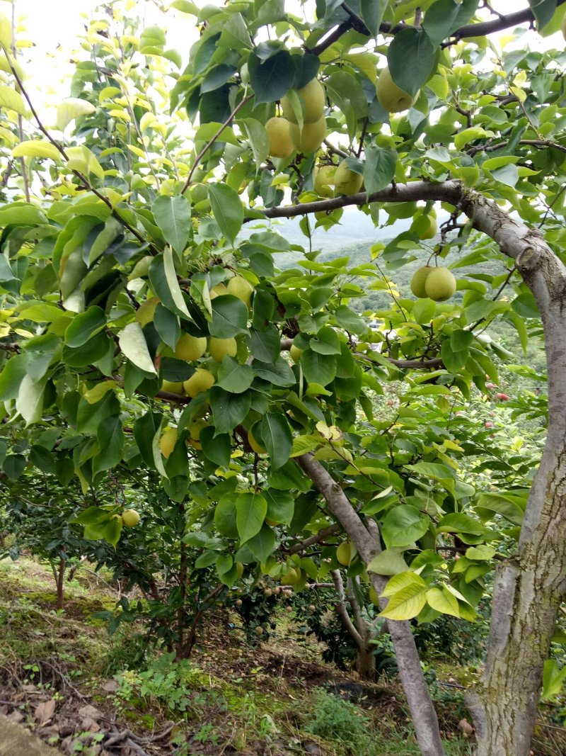 新鲜金花梨，果面干净，个头大，甜的很