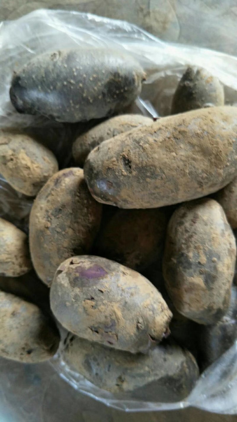 黑金刚黑土豆