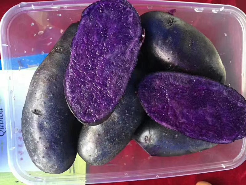黑金刚黑土豆