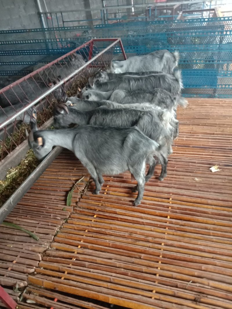 青山羊