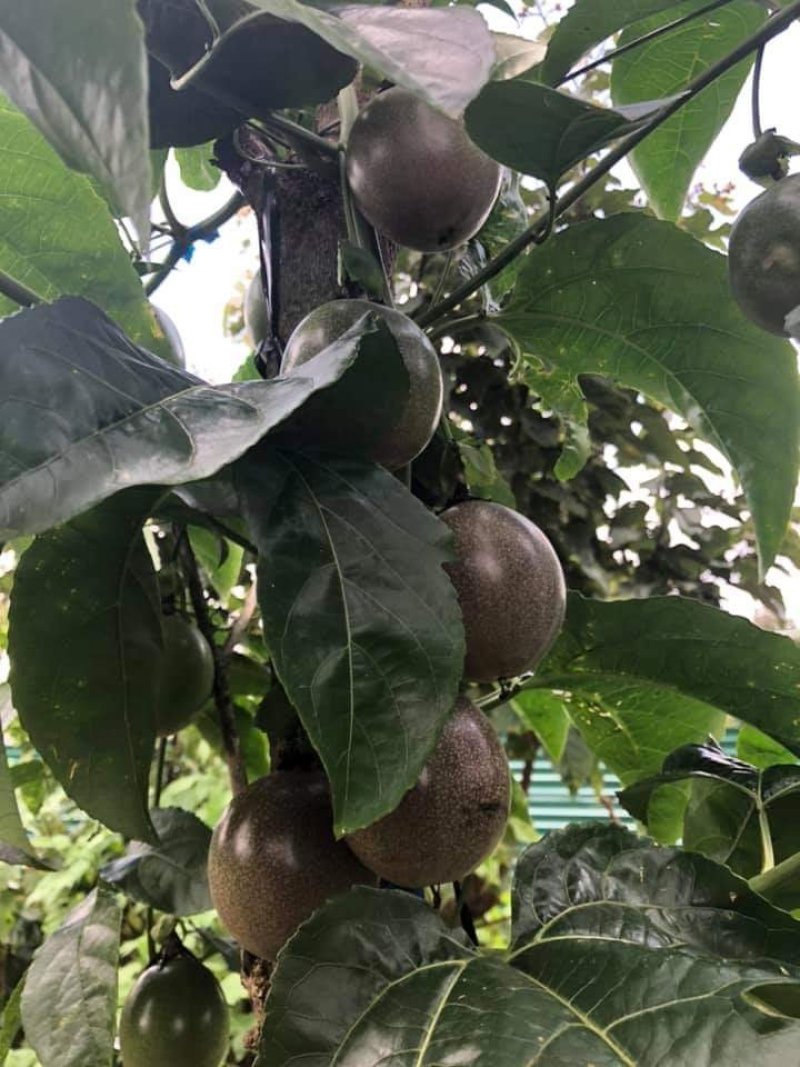 【越南】百香果基地直供，品质保证，全国发货，欢迎选购