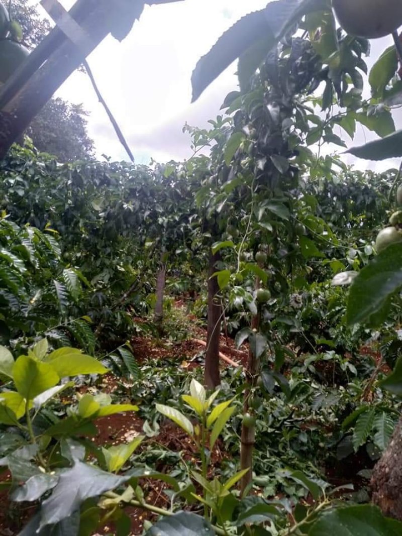 【越南】百香果基地直供，品质保证，全国发货，欢迎选购