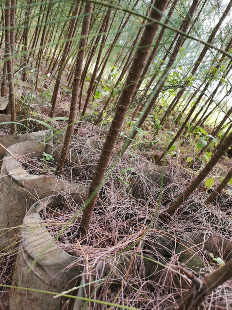 木麻黄布袋苗产地直销可供线上线下交易