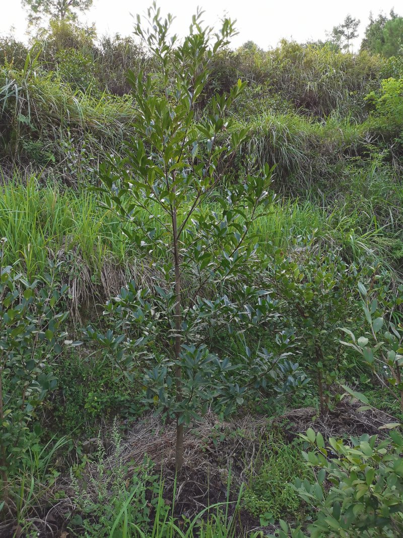 杜英（冠形丰满，秋叶缤纷）