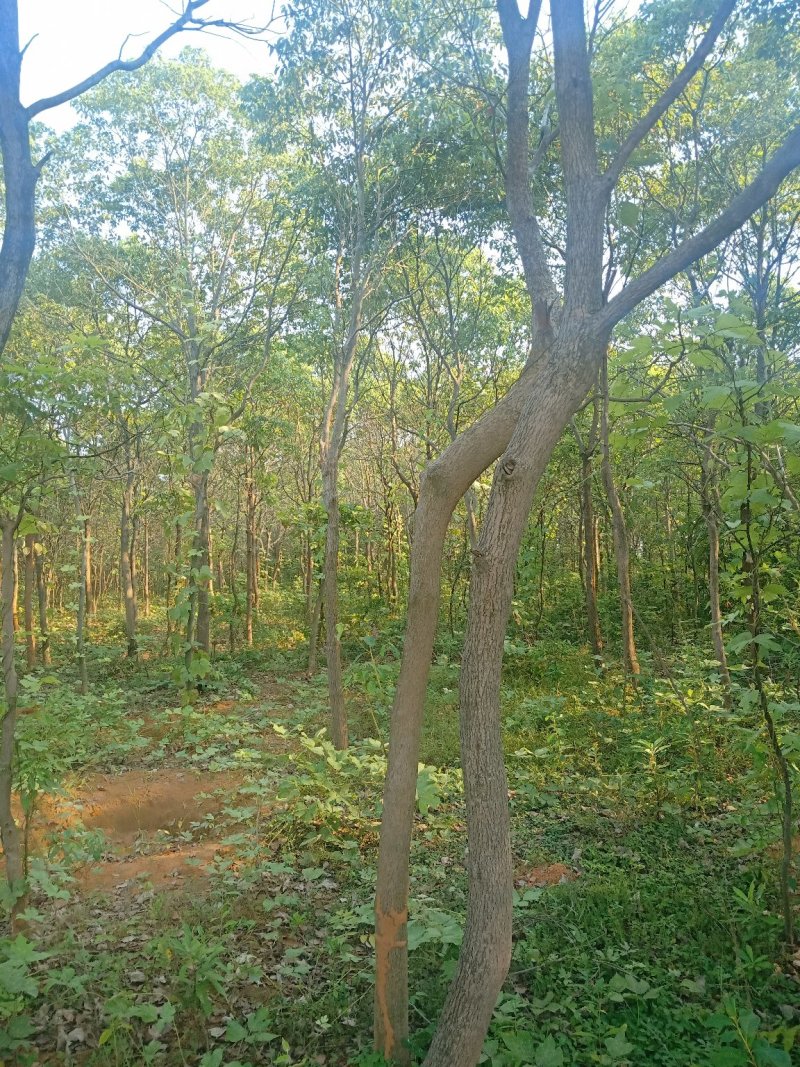 香樟树