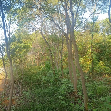 香樟树