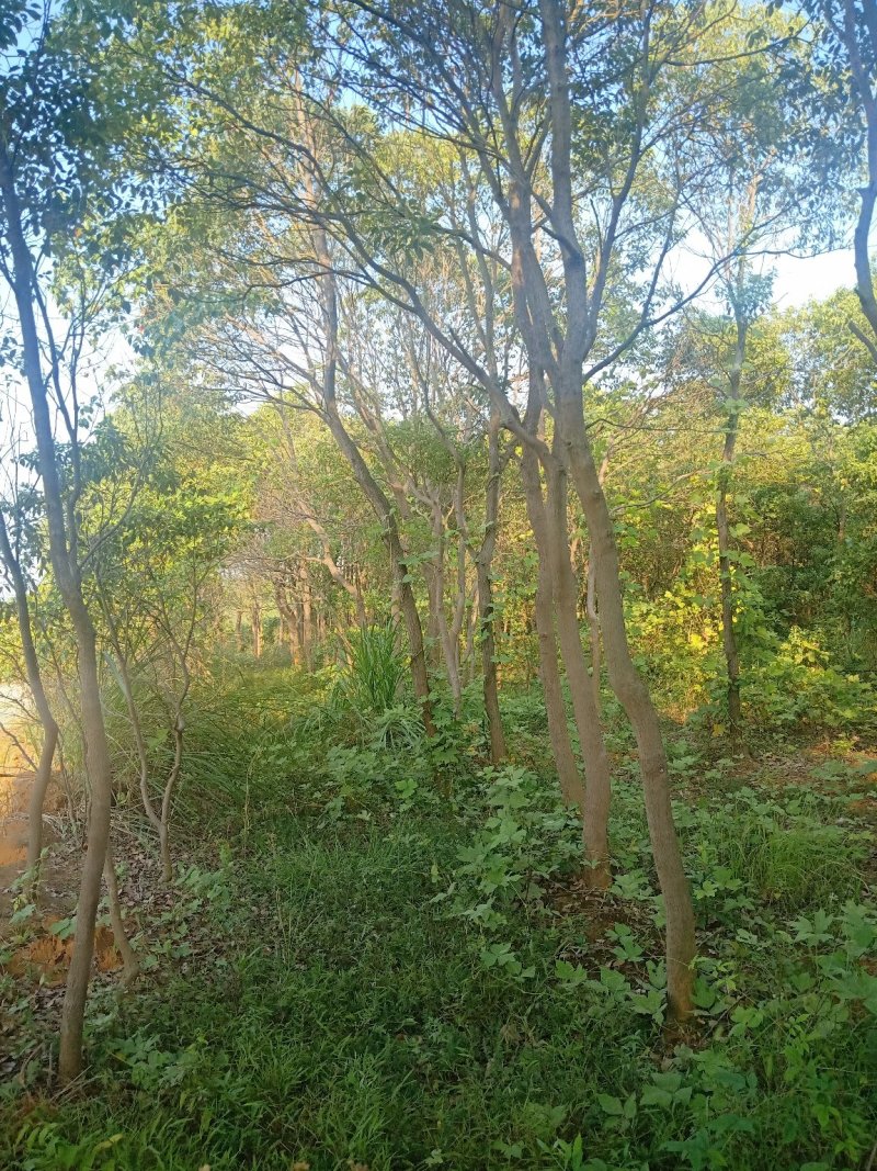 香樟树