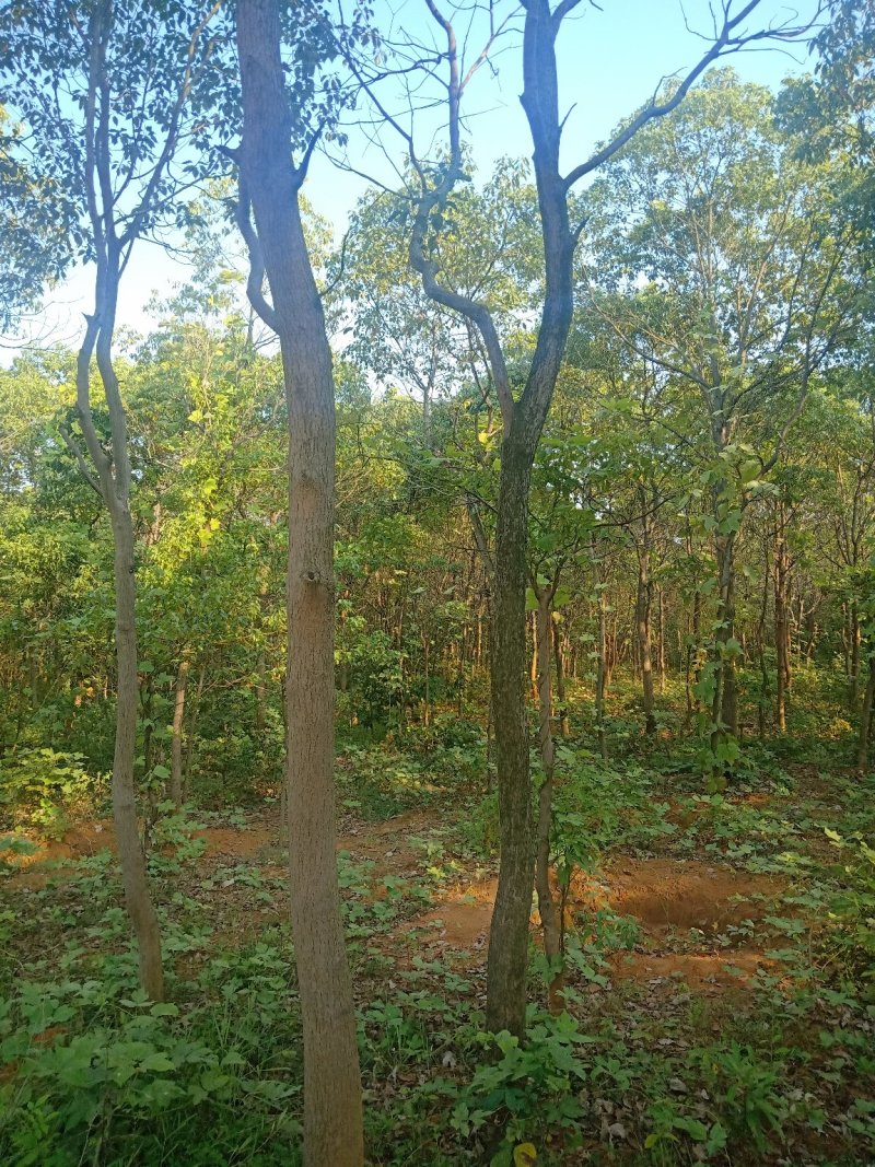 香樟树