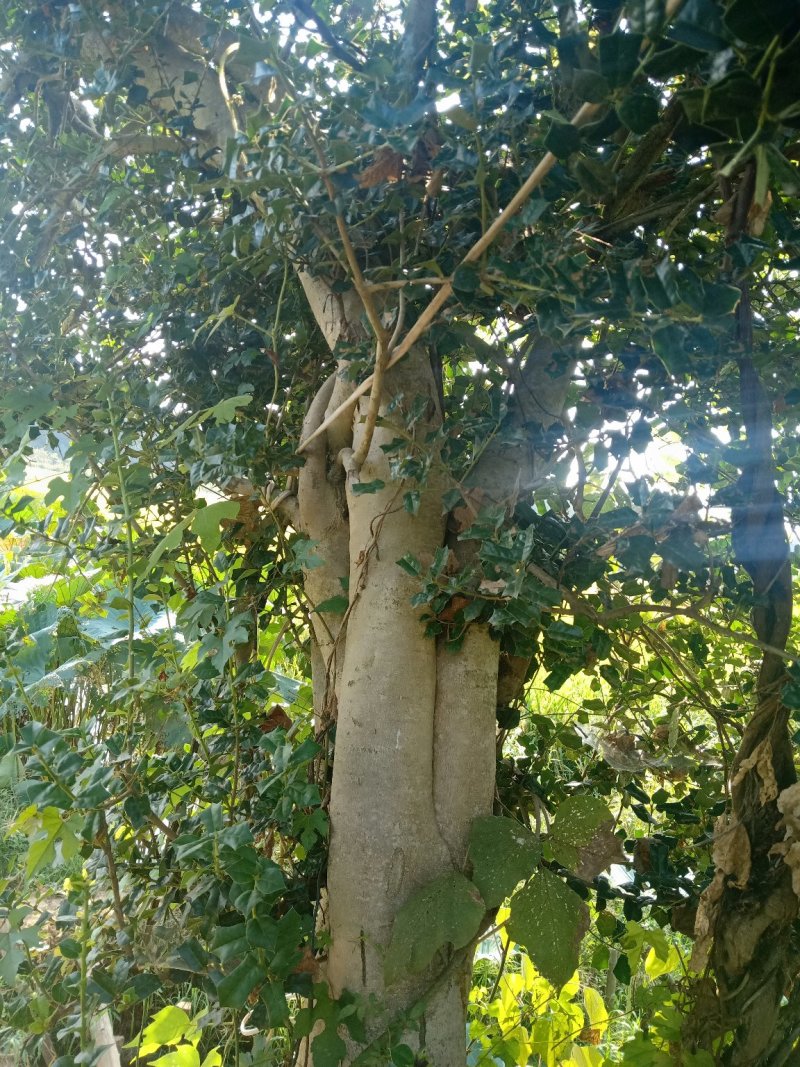 墅生构骨刺树