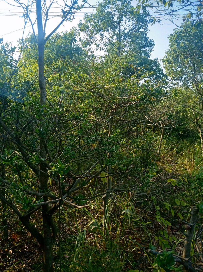 墅生构骨刺树