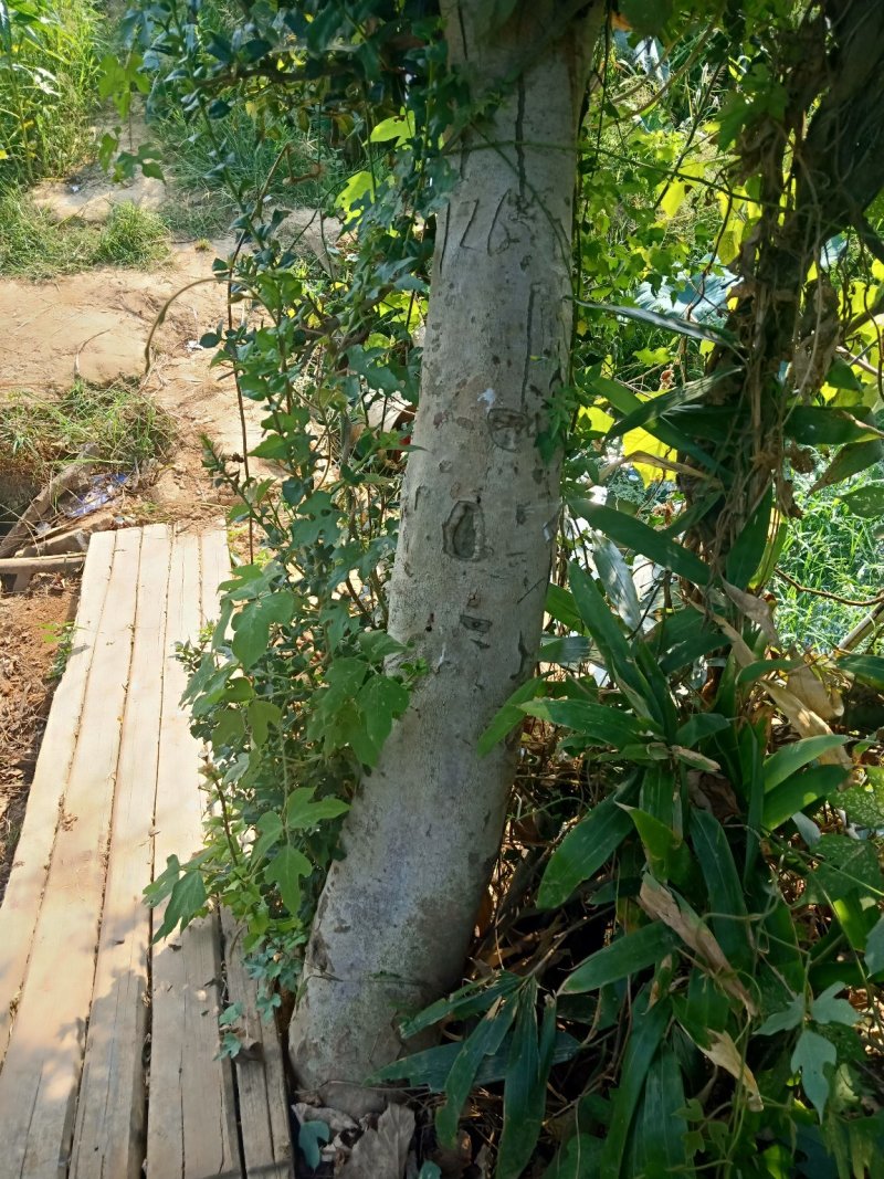 墅生构骨刺树