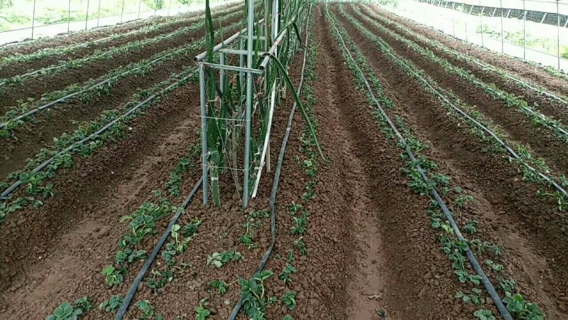 牛奶奶油甜宝章姬草莓苗沙地苗