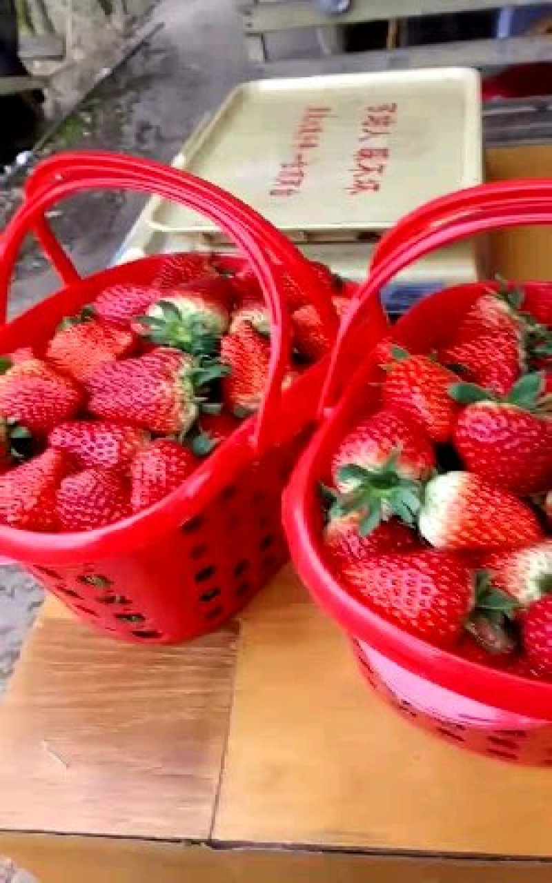 牛奶奶油甜宝章姬草莓苗沙地苗