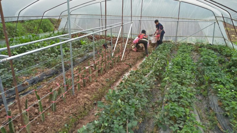 牛奶奶油甜宝章姬草莓苗沙地苗