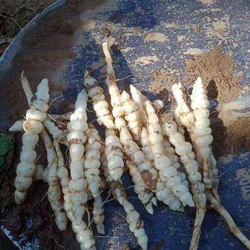 螺丝菜