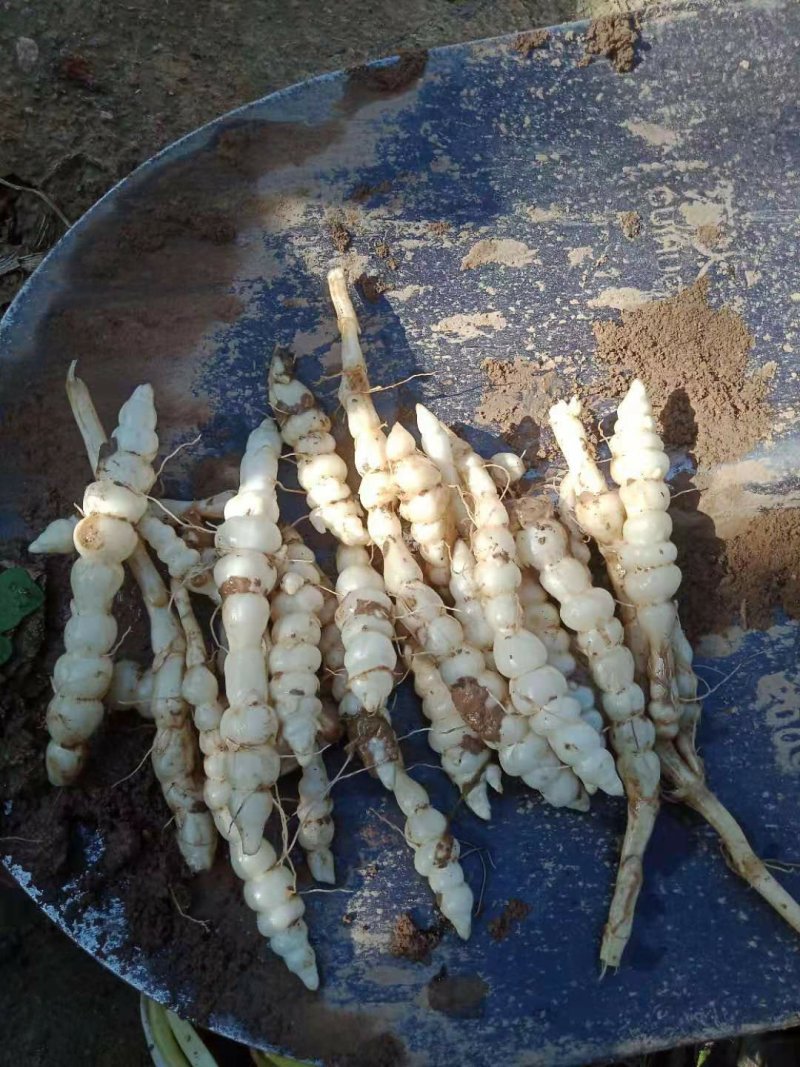 螺丝菜