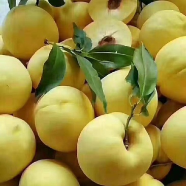 果大，硬度好