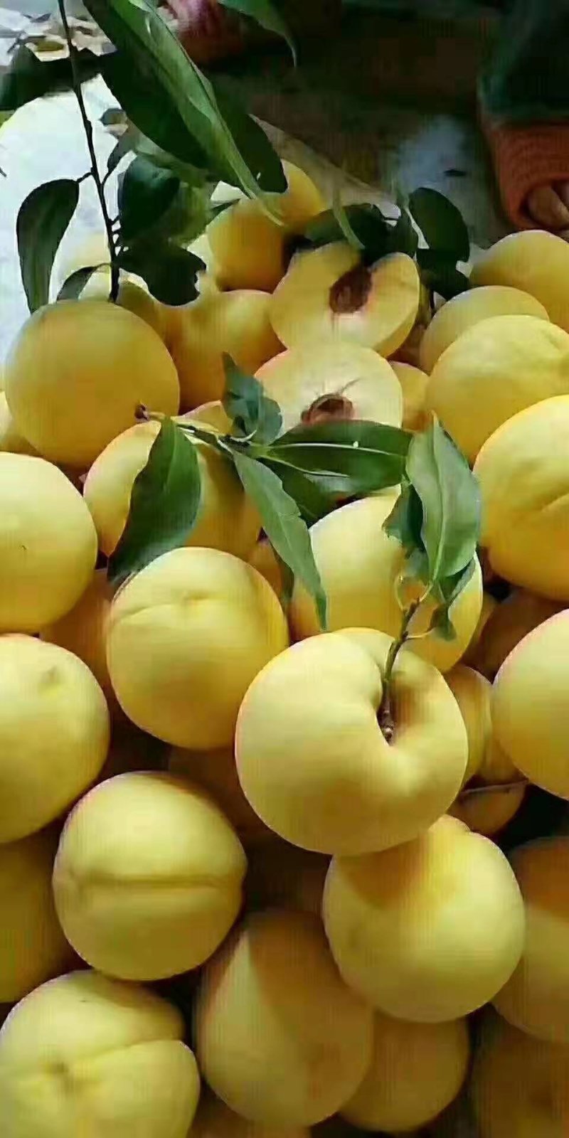 果大，硬度好